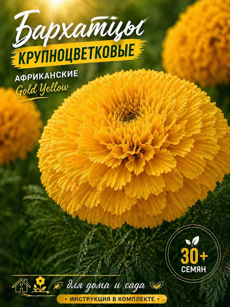 Бархатцы крупноцветковые