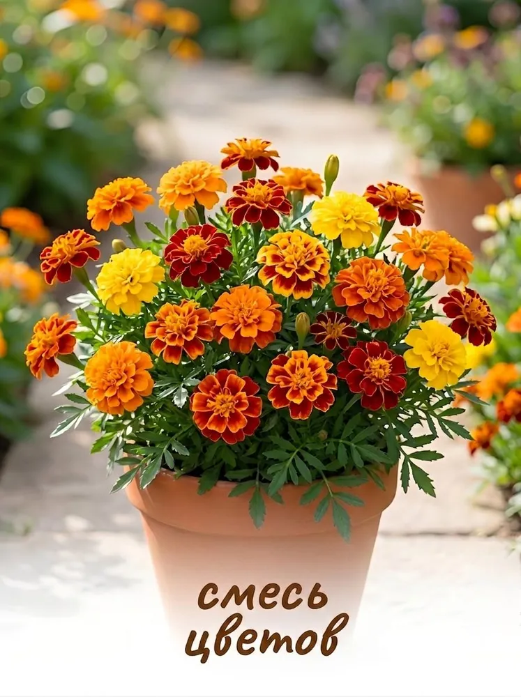 Бархатцы